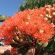 Eucalyptus � fleurs rouges
