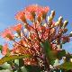Eucalyptus � fleurs rouges
