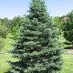 Sapin du Colorado