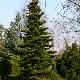 Sapin de Cor�e