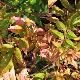 Zanthoxylum armatum