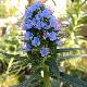 Vip�rine vivace, Echium candicans