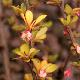 Berberis Fastigi� Pow Wow
