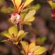 Berberis Fastigi� Pow Wow