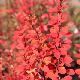 Berberis Fastigi� Pow Wow