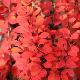 Berberis Fastigi� Pow Wow