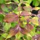 Cornouiller du Japon � feuillage pourpre