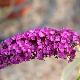 Buddleia Santana �