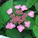 Hortensia � fleur plates Avelroz
