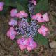 Hortensia � fleur plates Avelroz