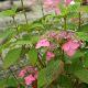 Hortensia � fleur plates Avelroz
