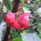 Pommier � fleurs Red Sentinel
