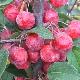 Pommier � fleurs Red Sentinel
