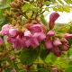 Acacia � fleur rose 