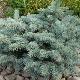 Sapin nain bleu 