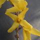 Forsythia � feuillage panach�