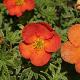 Potentille Red Ace