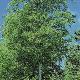 Betula alleghaniensis