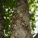 Betula alleghaniensis