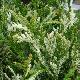 Thuja du Japon panach�