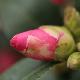 Cam�lia d'automne Hiryu