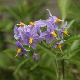 Solanum grimpant Glasnevin