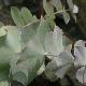 Eucalyptus pulverulenta