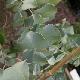 Eucalyptus pulverulenta