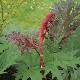 Rhubarbe d�corative