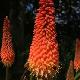 Kniphofia uvaria 