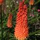 Kniphofia uvaria 