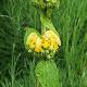 Phlomis russeliana 