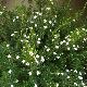 Diosma � fleur rose