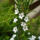 Diosma � fleur rose