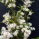 Diosma dor�