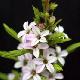 Diosma dor�