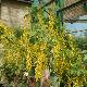 Cytise � grandes fleurs