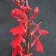 Lobelie cardinale 