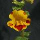 Mimulus � fleurs panach�