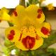 Mimulus � fleurs panach�