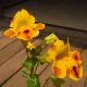 Mimulus � fleurs panach�