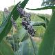 Thalia dealbata
