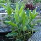 Thalia dealbata