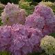 Hortensia G�n�rale Vicomtesse de Vibraye