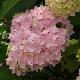 Hortensia G�n�rale Vicomtesse de Vibraye