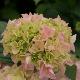 Hortensia G�n�rale Vicomtesse de Vibraye