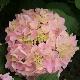 Hortensia G�n�rale Vicomtesse de Vibraye