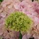 Hortensia G�n�rale Vicomtesse de Vibraye