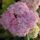 Hortensia G�n�rale Vicomtesse de Vibraye