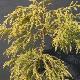 Cryptomeria Barabits Gold